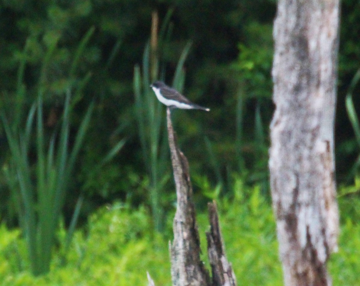 Eastern Kingbird - ML638346868