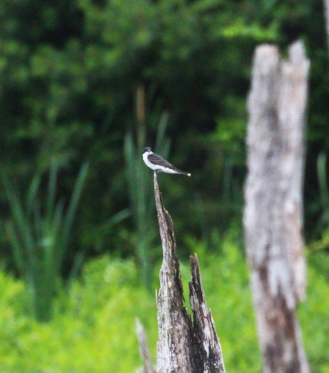 Eastern Kingbird - ML638346869