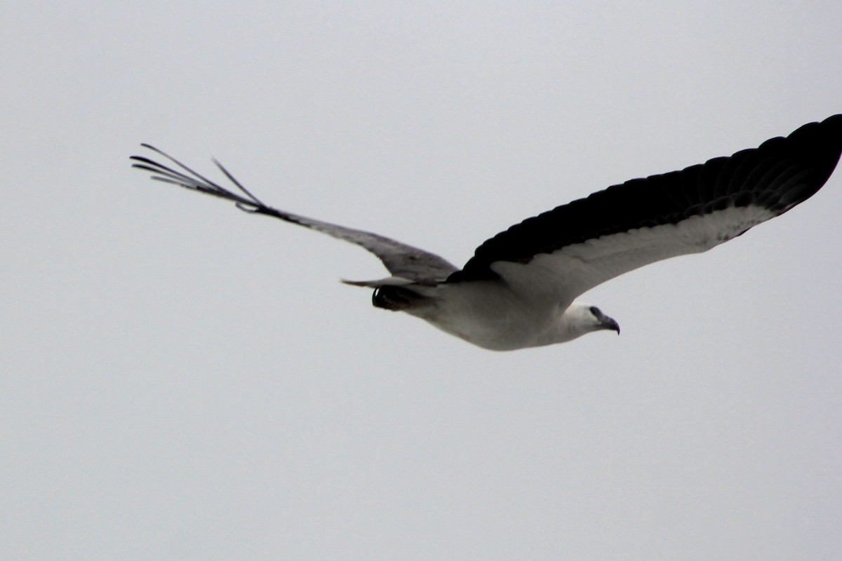 White-bellied Sea-Eagle - ML638346871