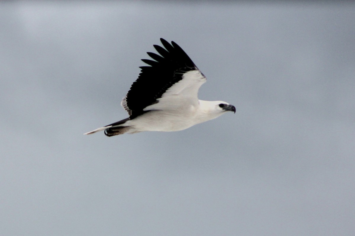 White-bellied Sea-Eagle - ML638346872