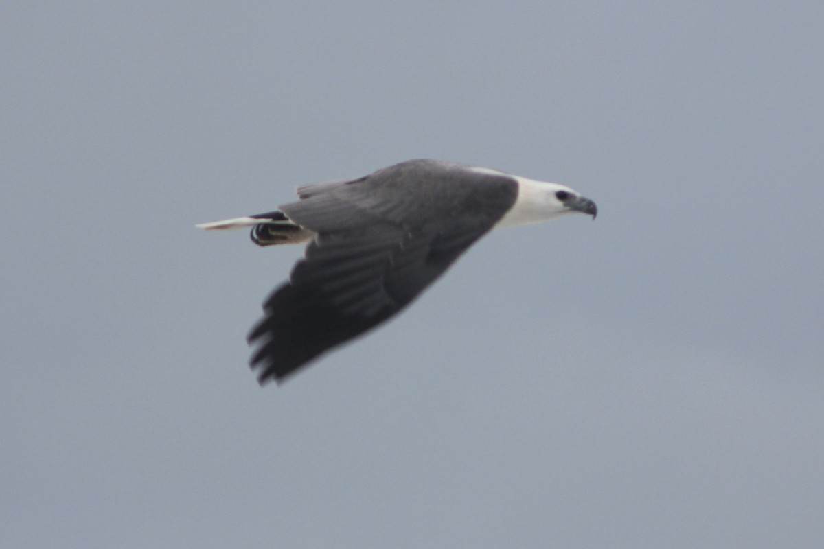White-bellied Sea-Eagle - ML638346874
