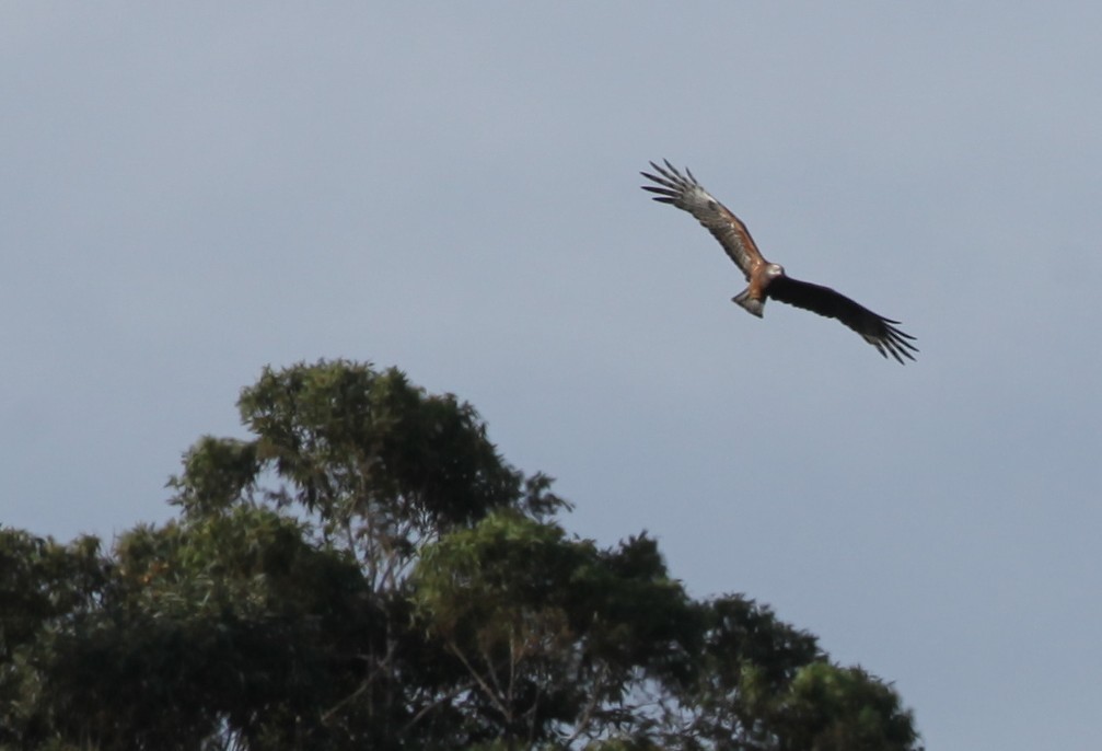 Square-tailed Kite - ML638346875