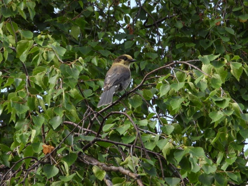 Canada Jay - ML638346884