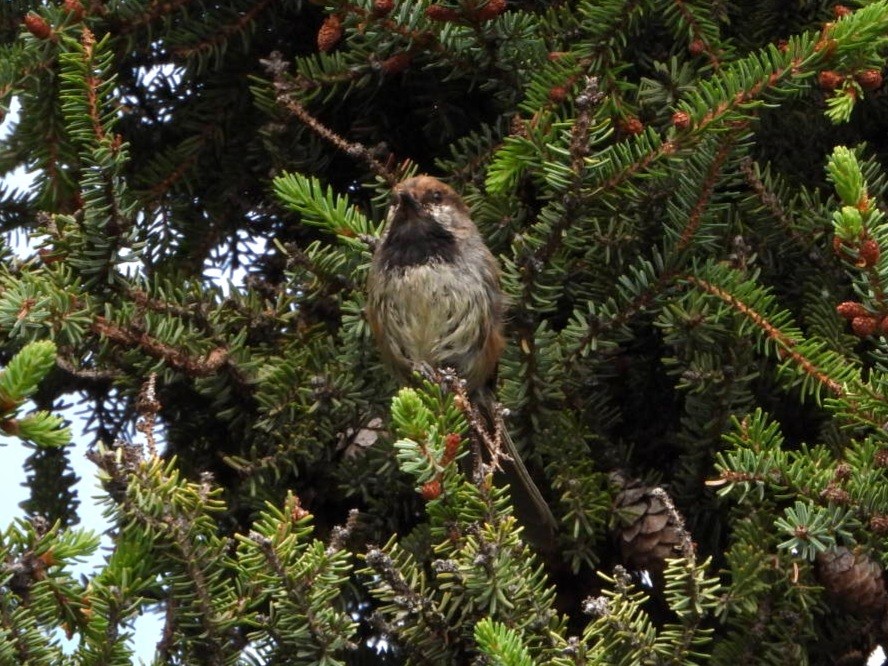 Boreal Chickadee - ML638346885
