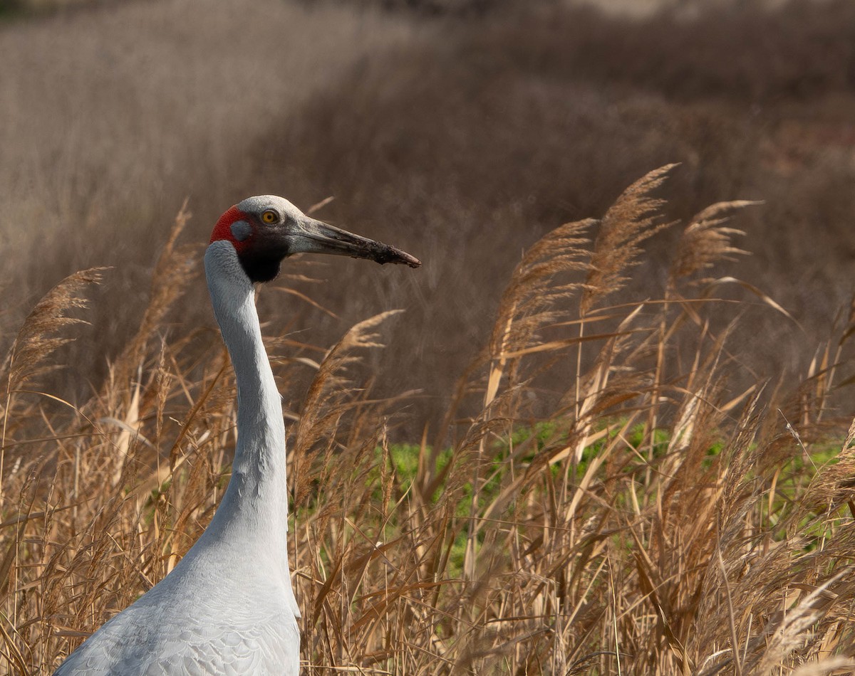 Brolga Turnası - ML638346886