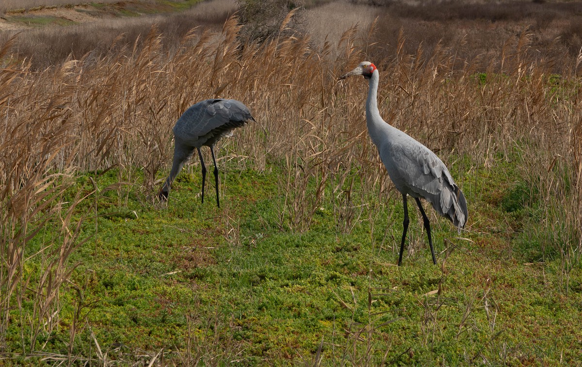 Brolga Turnası - ML638346887