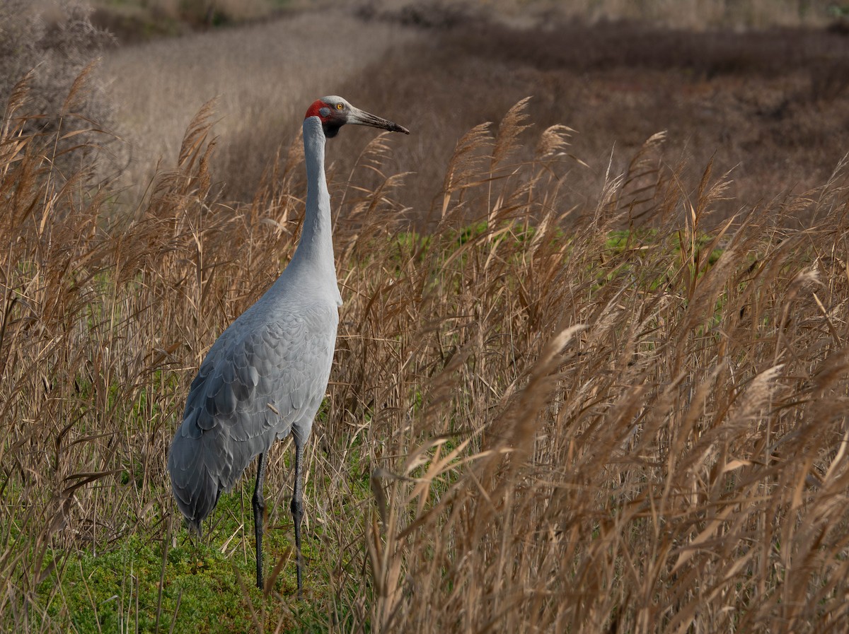Brolga Turnası - ML638346888