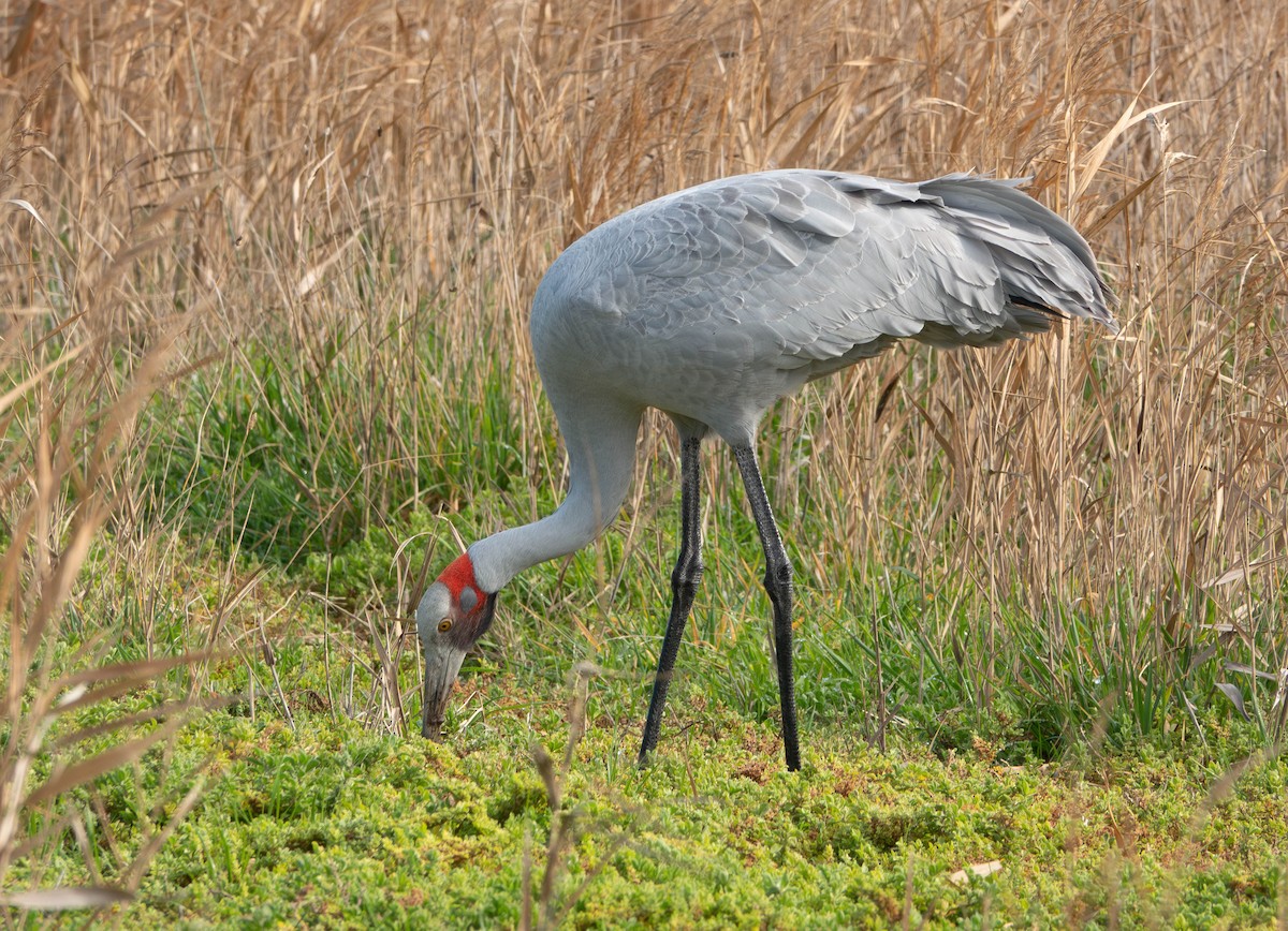 Brolga Turnası - ML638346889