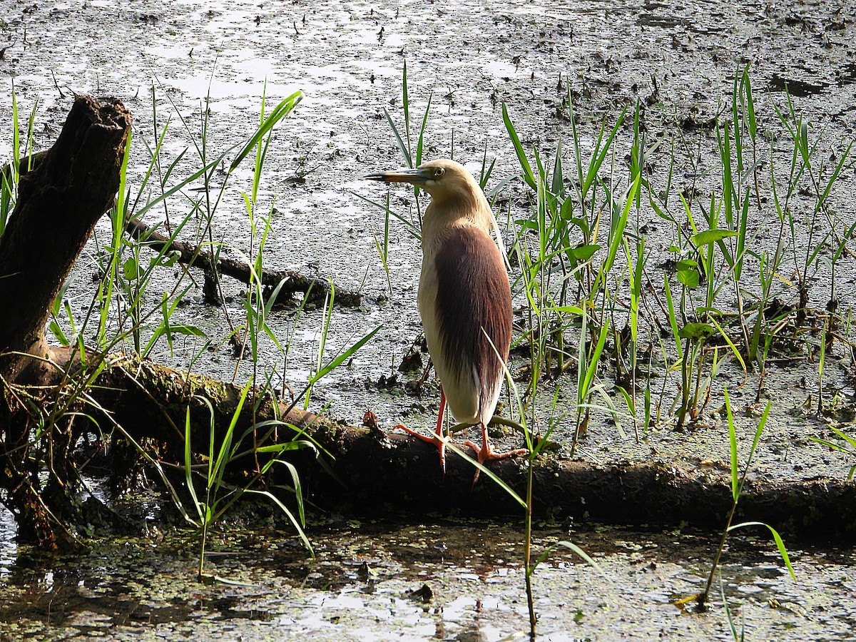 mangrovehegre - ML638346898