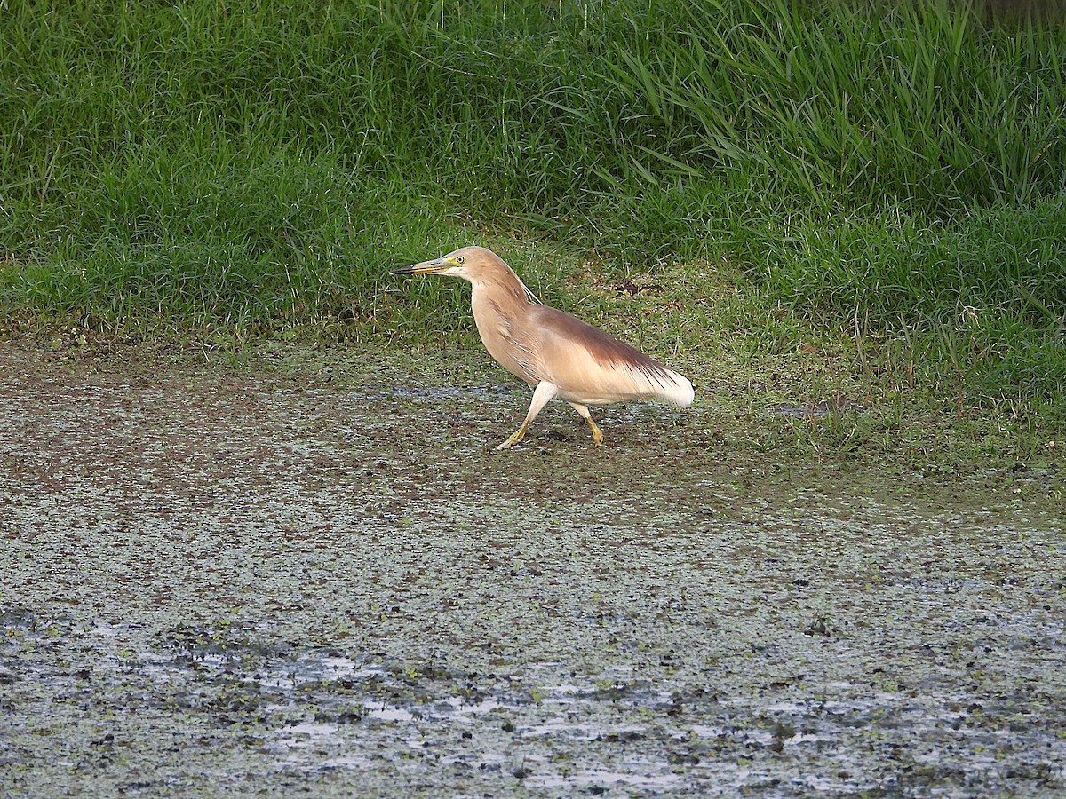 mangrovehegre - ML638346899
