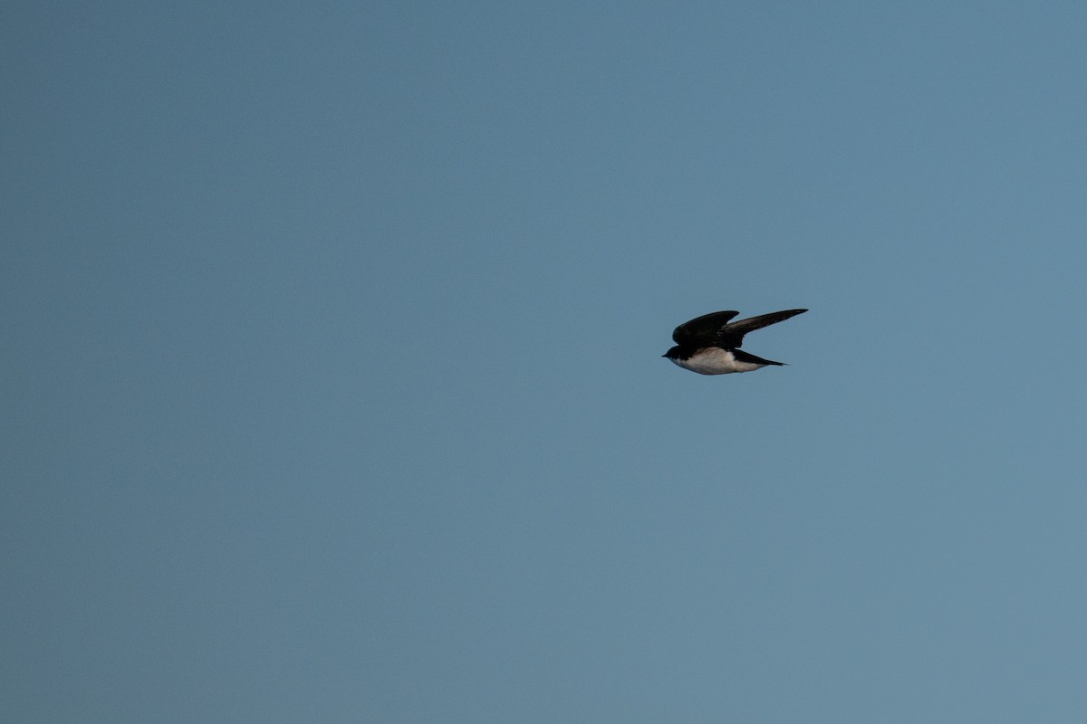 Tree Swallow - ML638346907