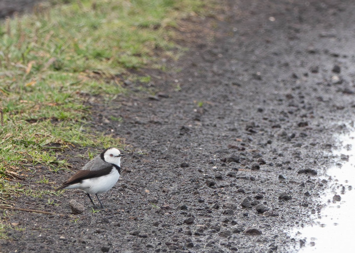 White-fronted Chat - ML638346913