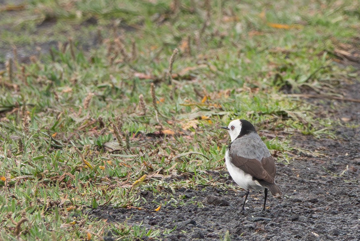 White-fronted Chat - ML638346914