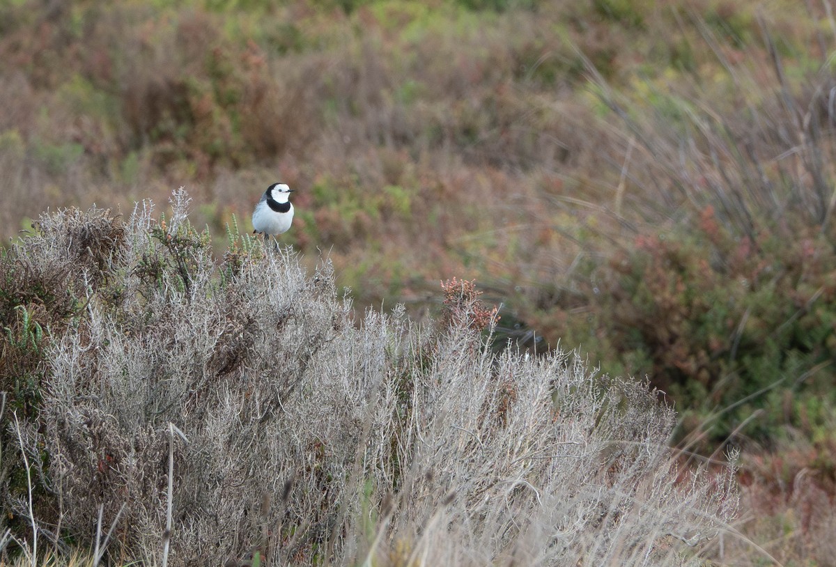 White-fronted Chat - ML638346915