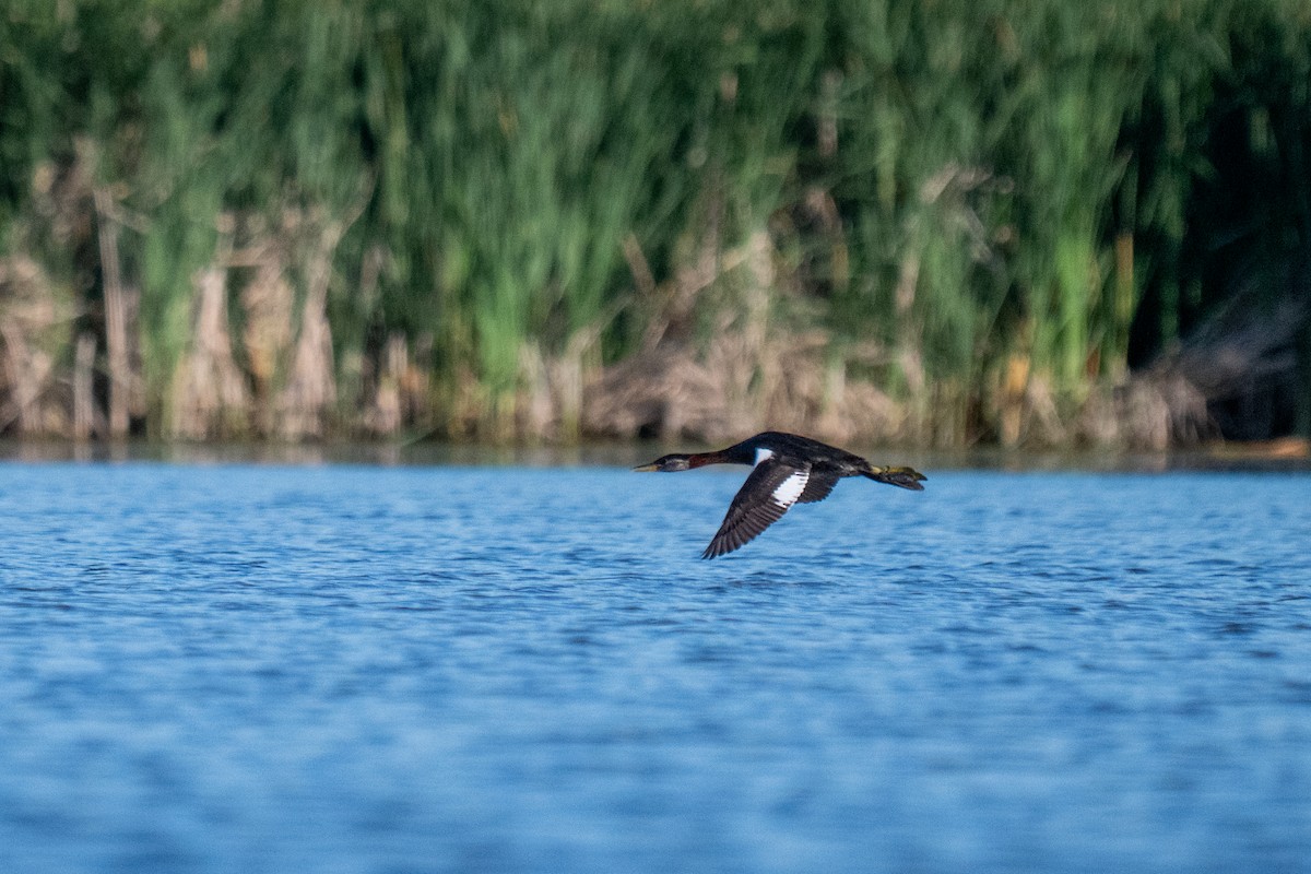 Red-necked Grebe - ML638346918