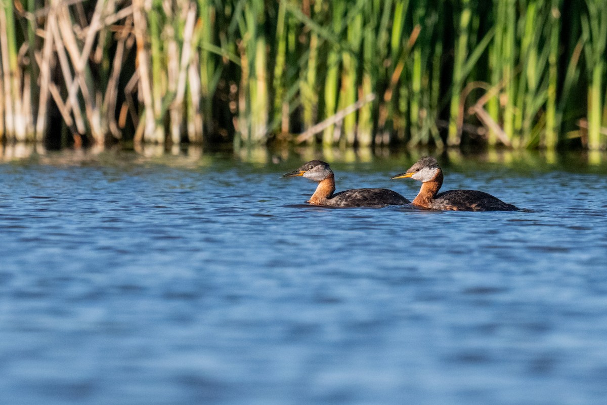 Red-necked Grebe - ML638346926