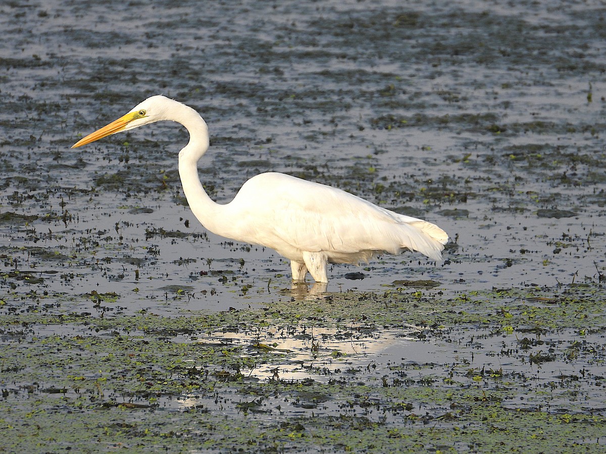 Great Egret - ML638346930
