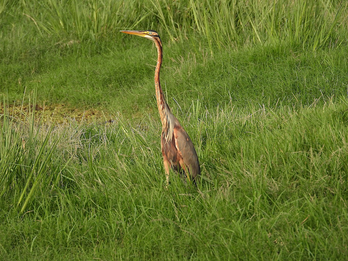 紫鷺 - ML638346956
