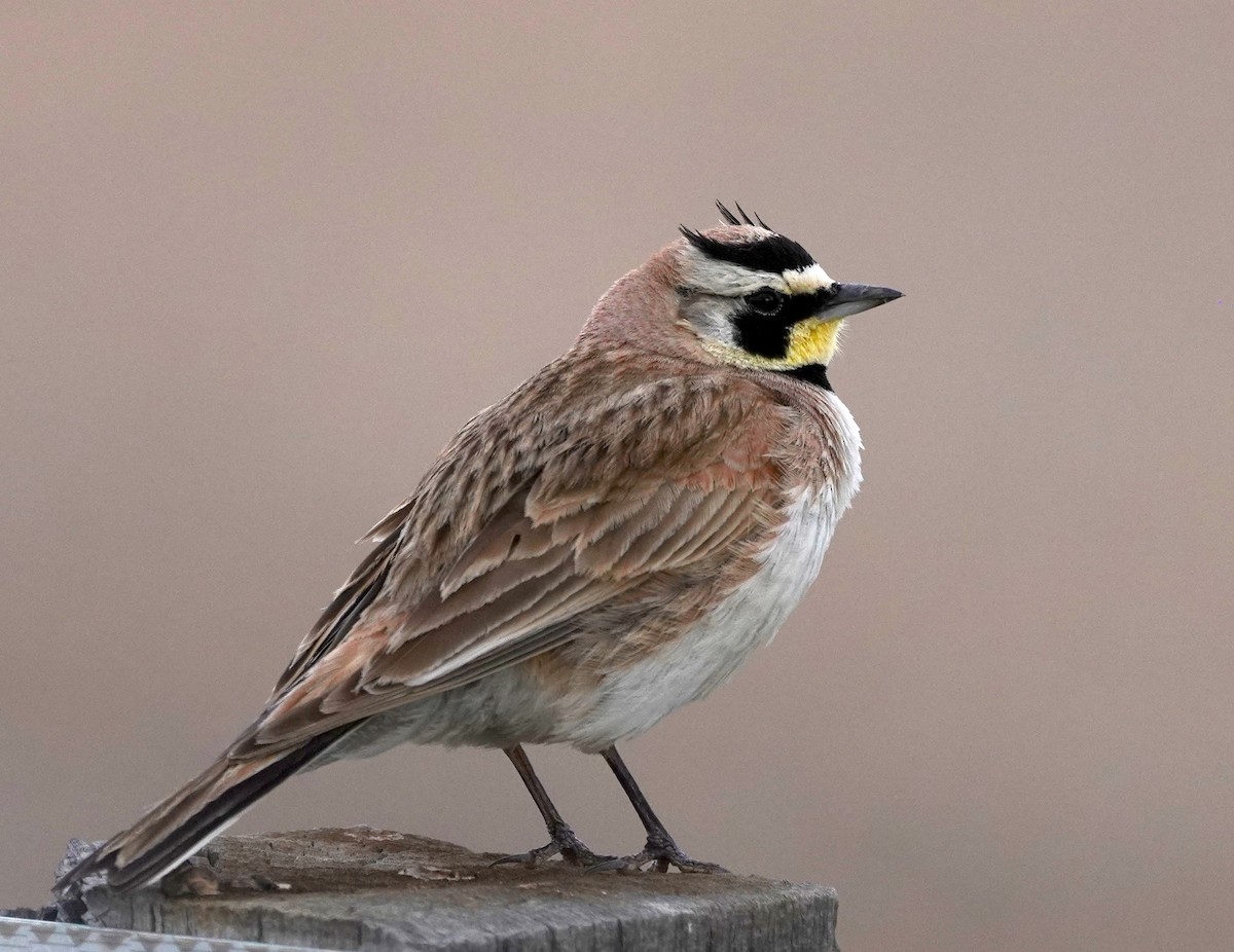 Horned Lark - ML638346957