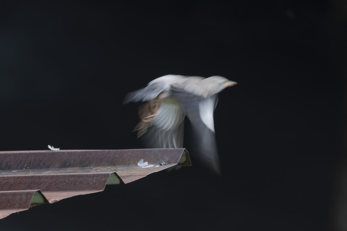 Red-billed Starling - ML638346975