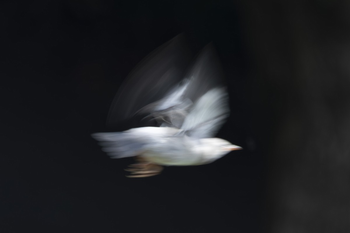 Red-billed Starling - ML638346976