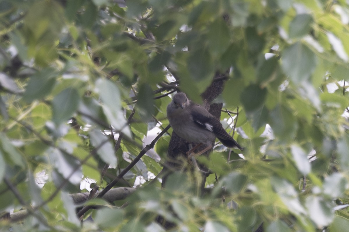 Red-billed Starling - ML638346977