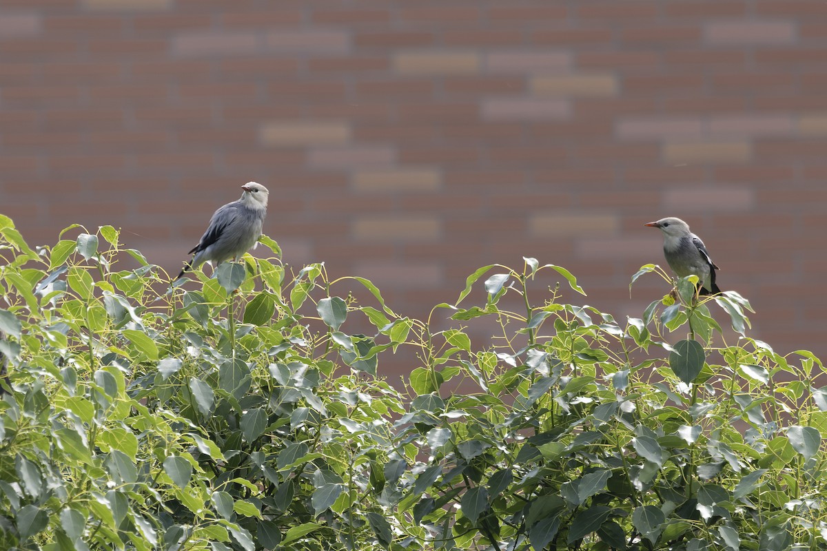 Red-billed Starling - ML638346978