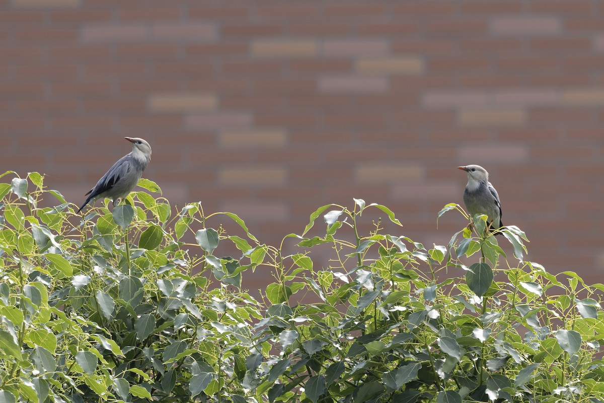Red-billed Starling - ML638346979