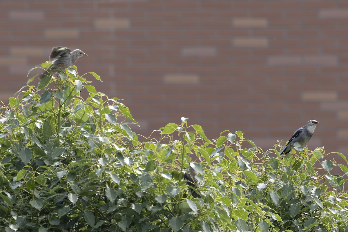 Red-billed Starling - ML638346980