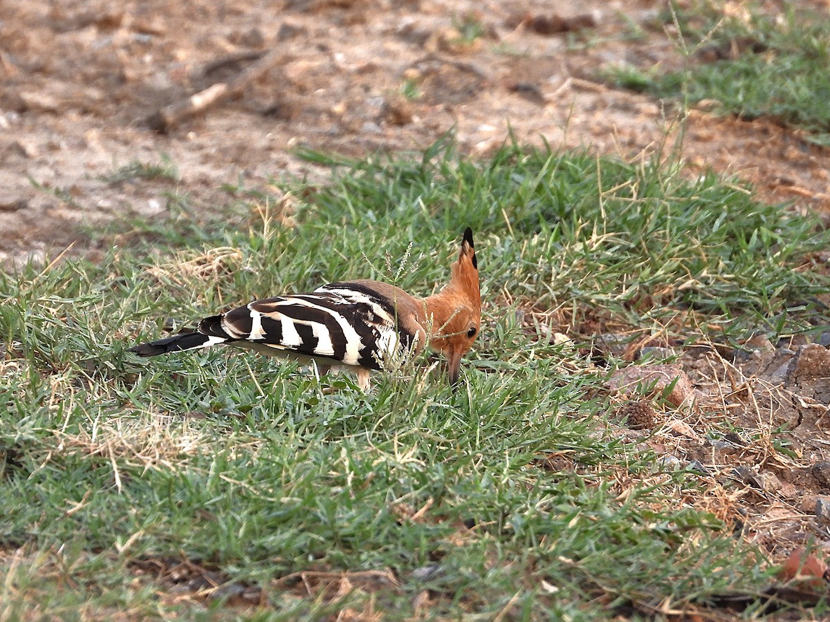 Eurasian Hoopoe - ML638346987