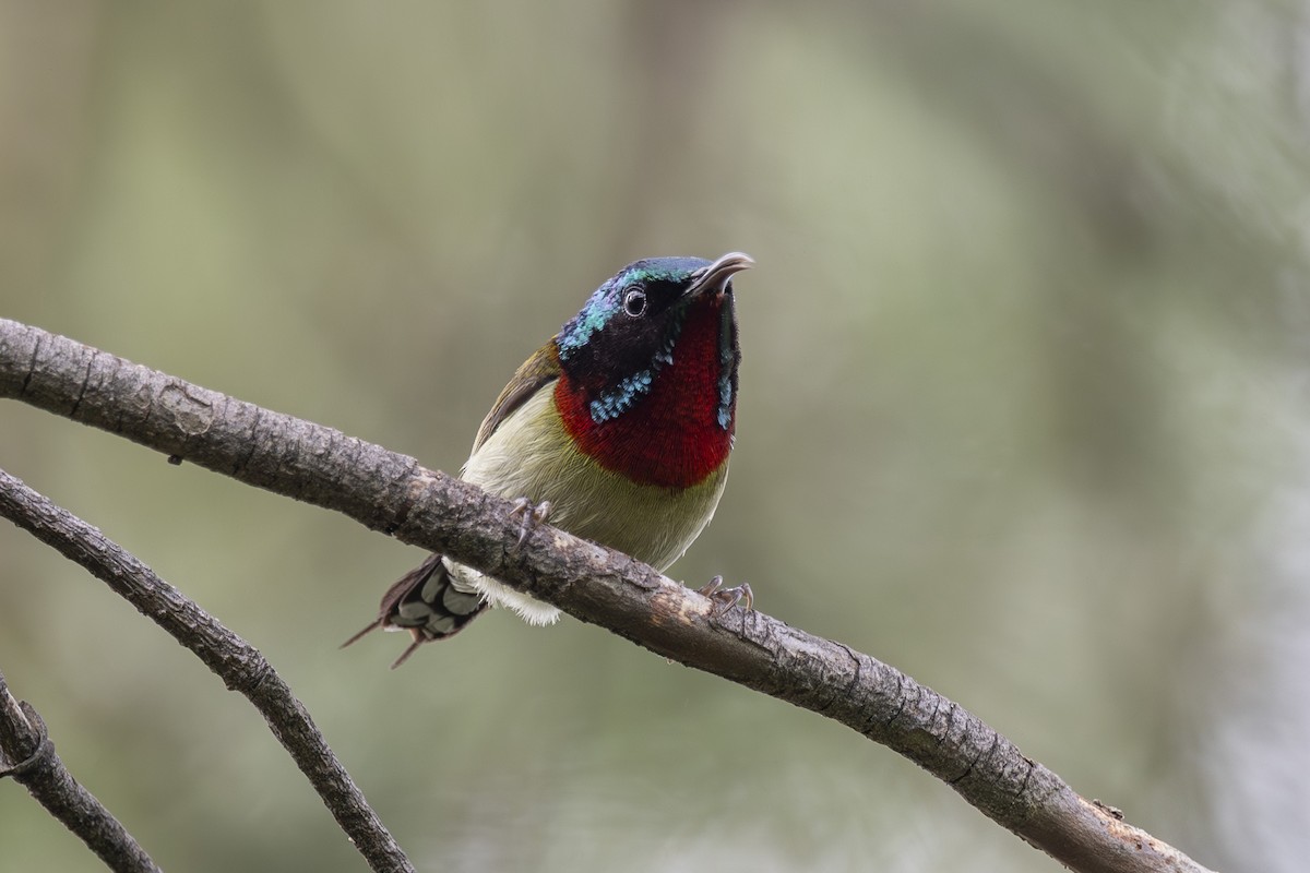 Fork-tailed Sunbird - ML638346992