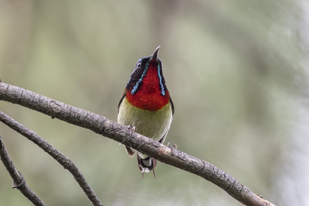 Fork-tailed Sunbird - ML638346996