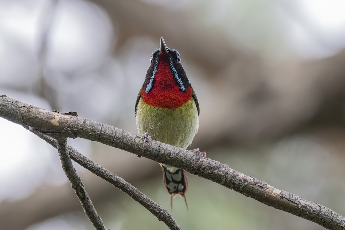 Fork-tailed Sunbird - ML638346997