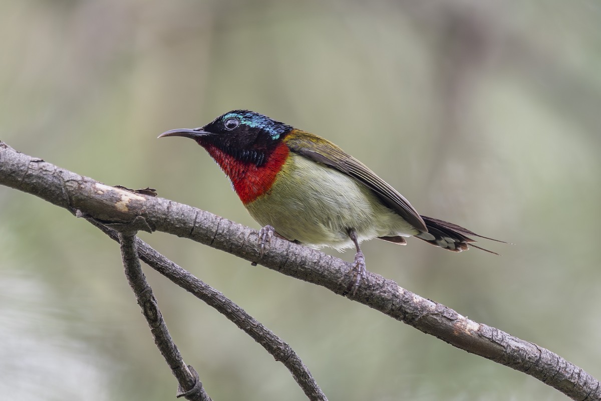 Fork-tailed Sunbird - ML638346998