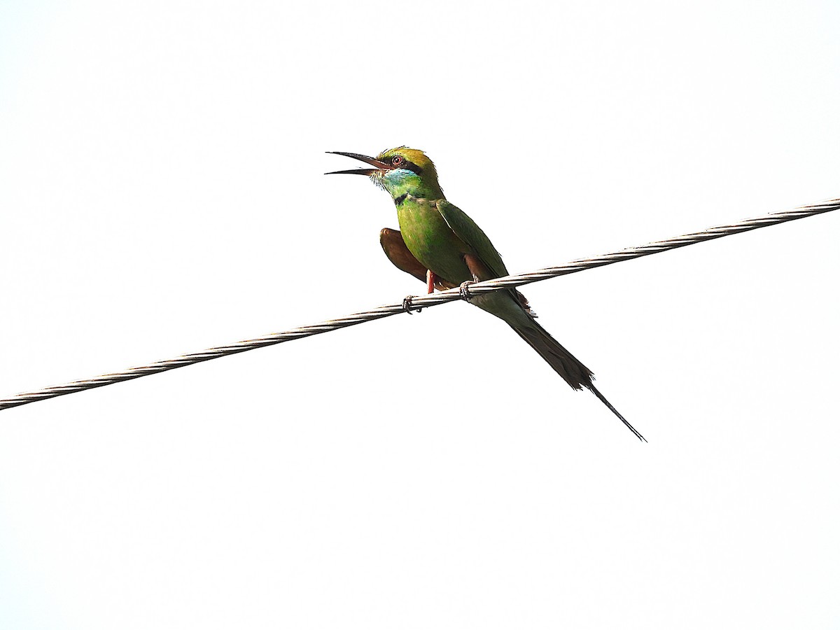 Asian Green Bee-eater - ML638347003