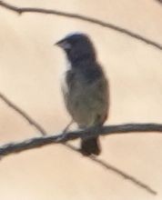 Blue Grosbeak - ML638347005