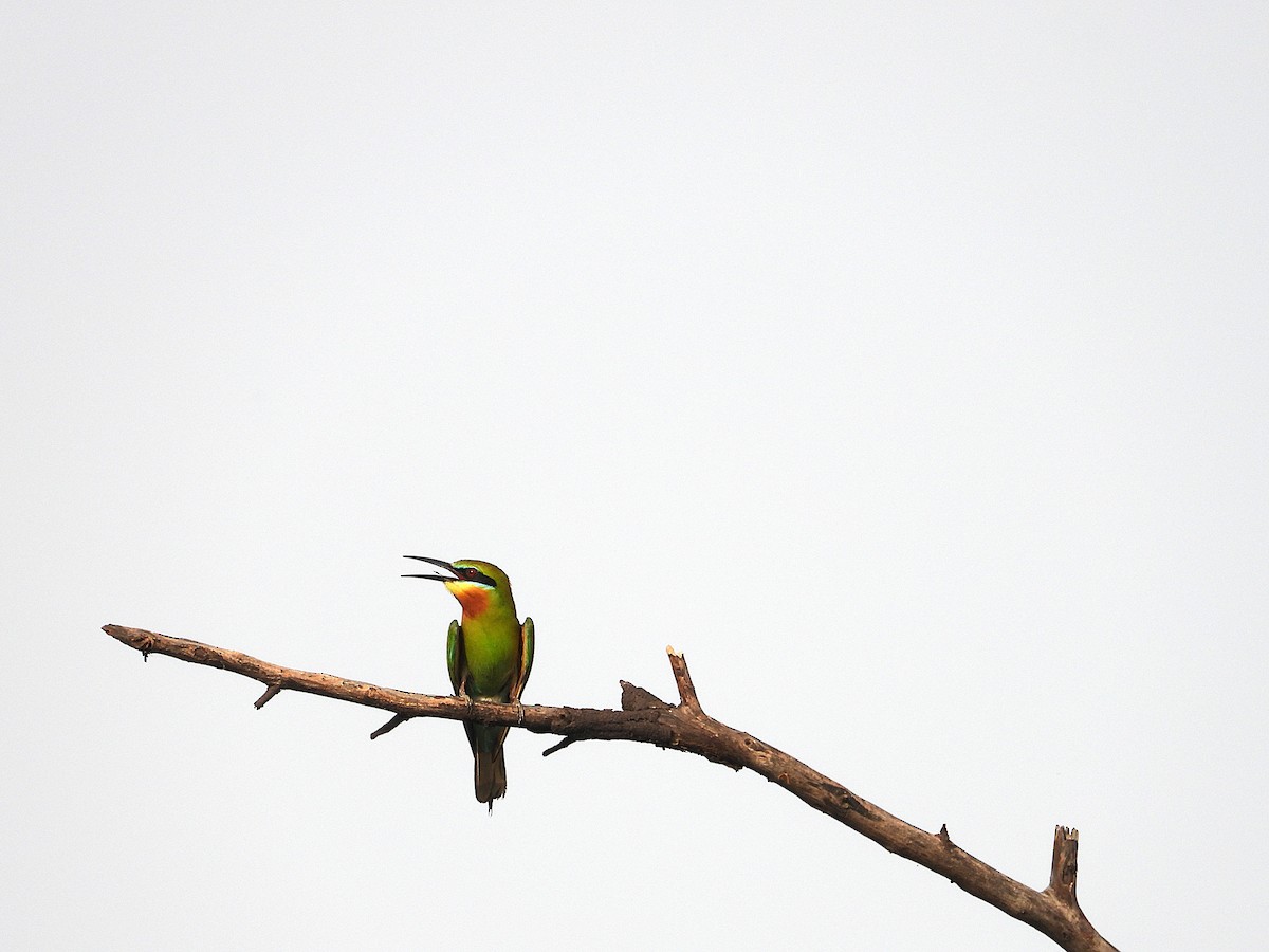 Blue-tailed Bee-eater - ML638347006