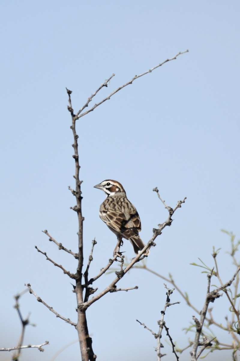 Lark Sparrow - ML638347007