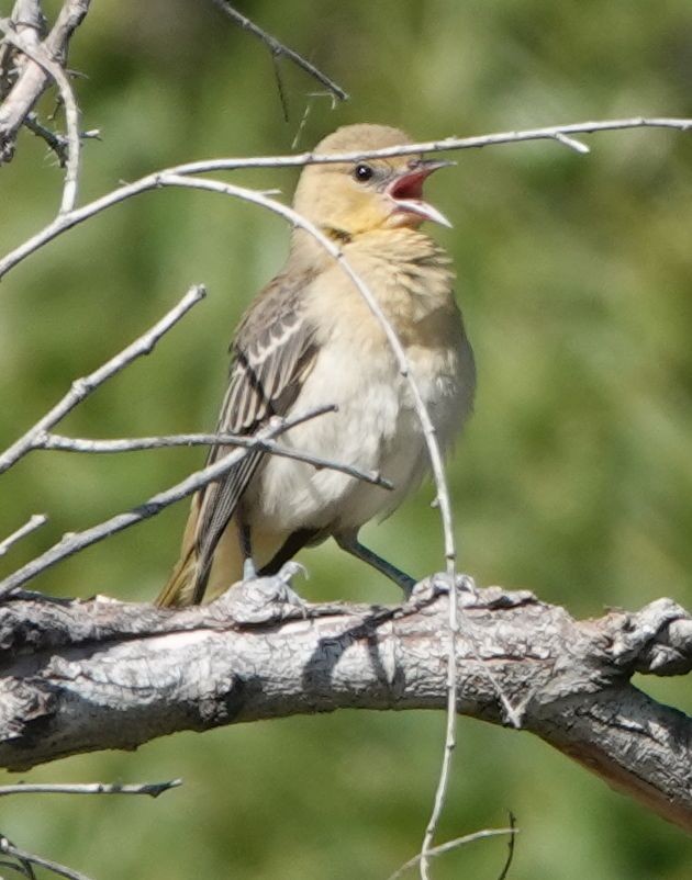 Bullock's Oriole - ML638347008