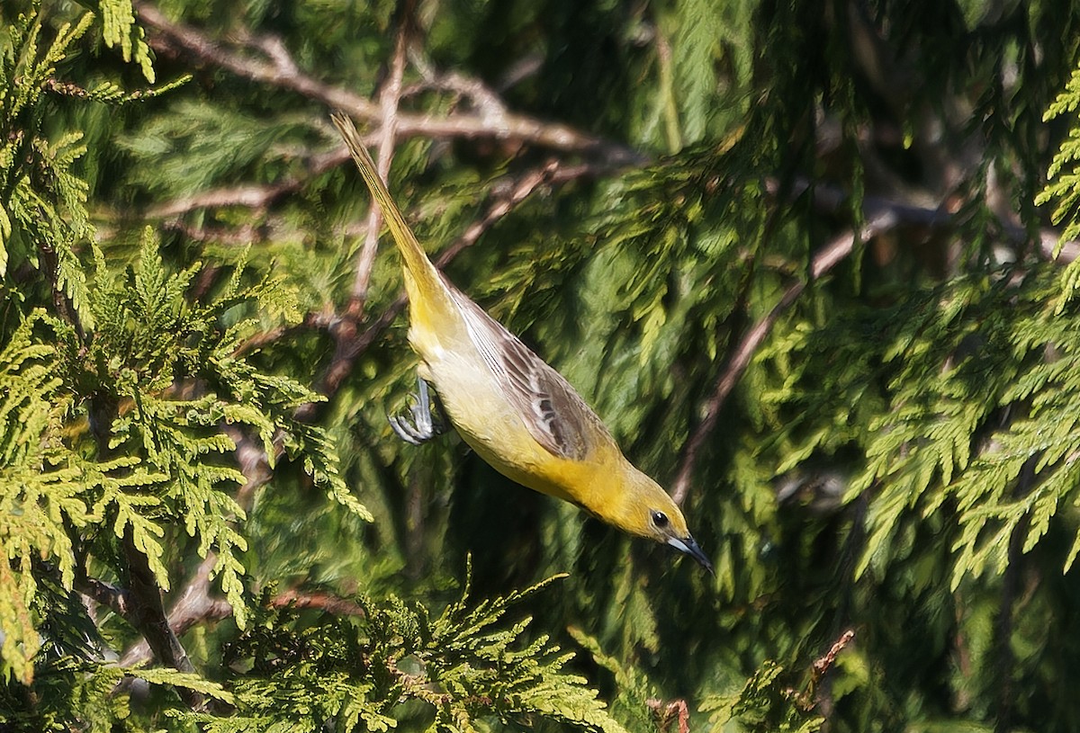 Hooded Oriole - ML638347009