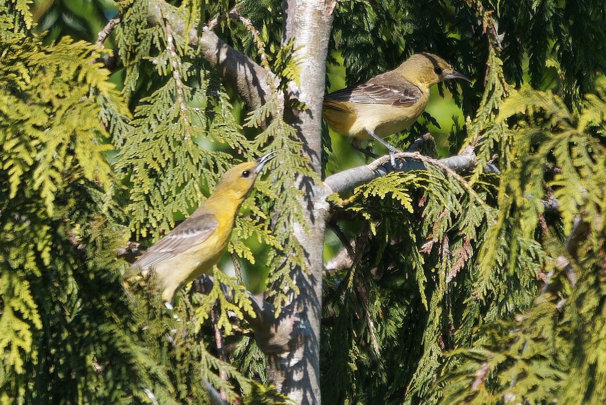 Hooded Oriole - ML638347010