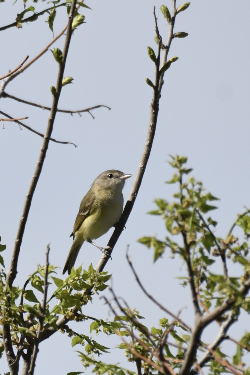 Bell's Vireo - ML638347014