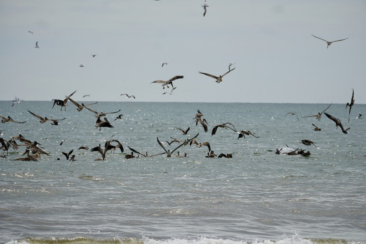 Brown Pelican - ML638347015