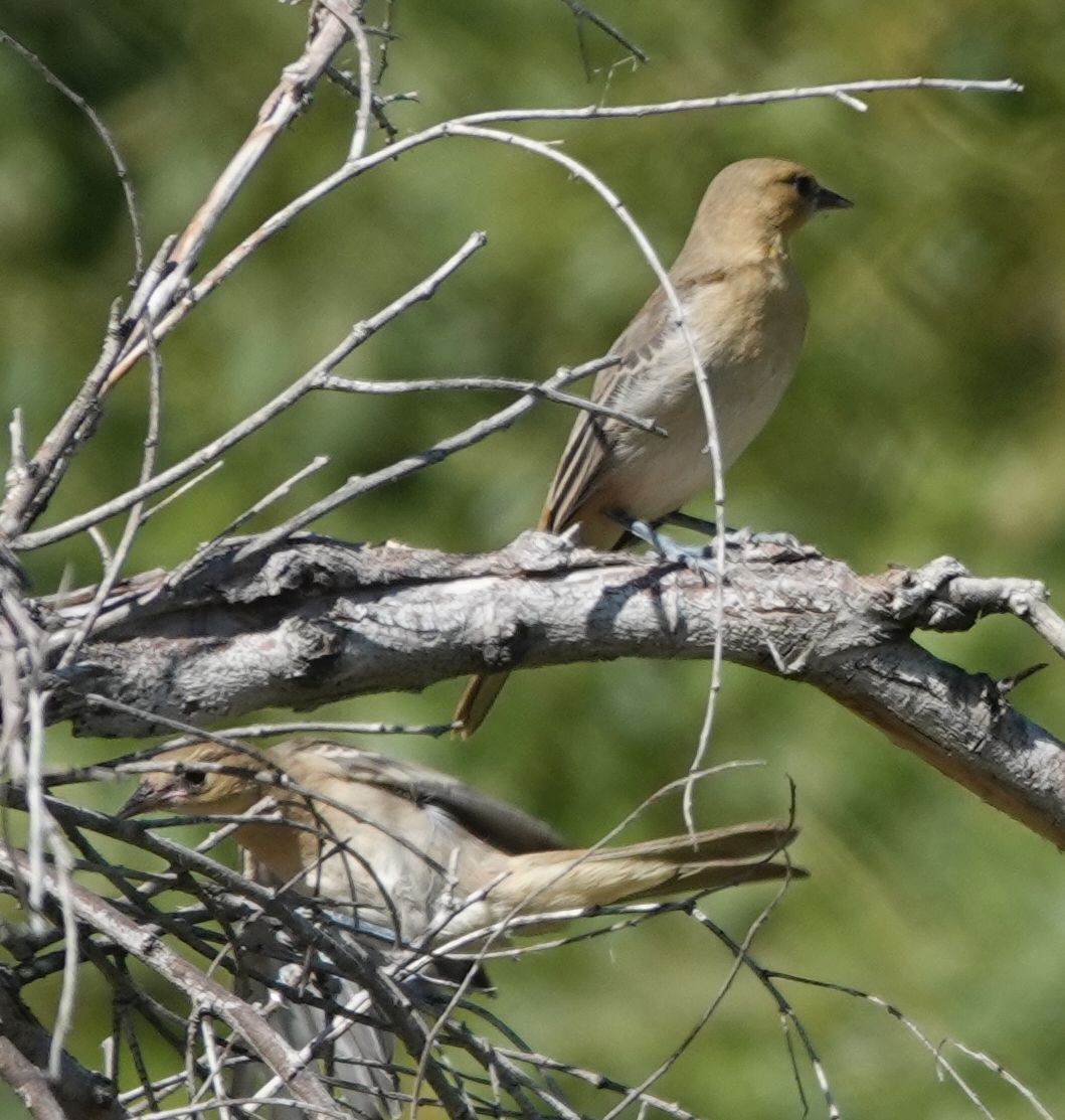 Bullock's Oriole - ML638347016