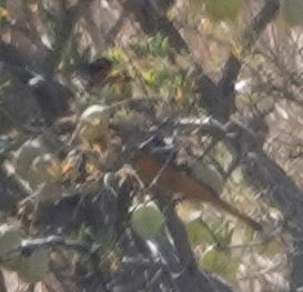 Bullock's Oriole - ML638347017