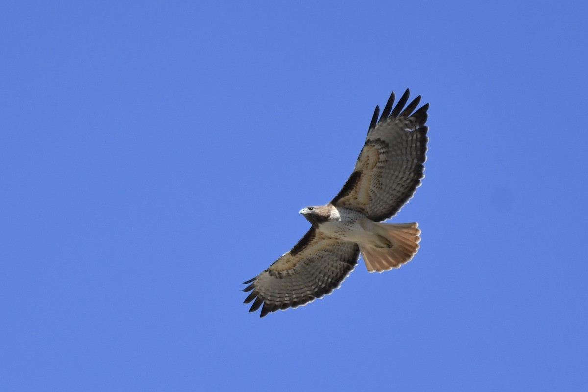 Rotschwanzbussard - ML638347018