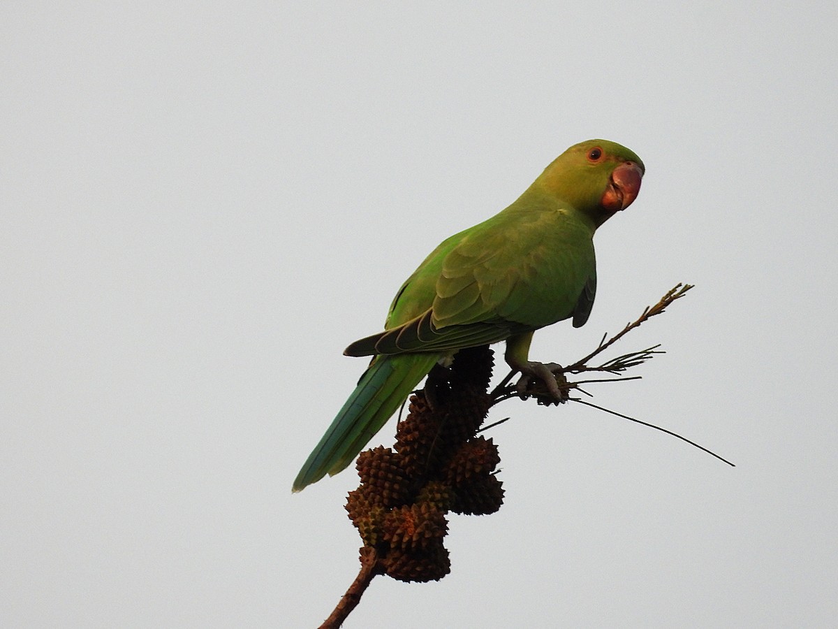 ホンセイインコ - ML638347061