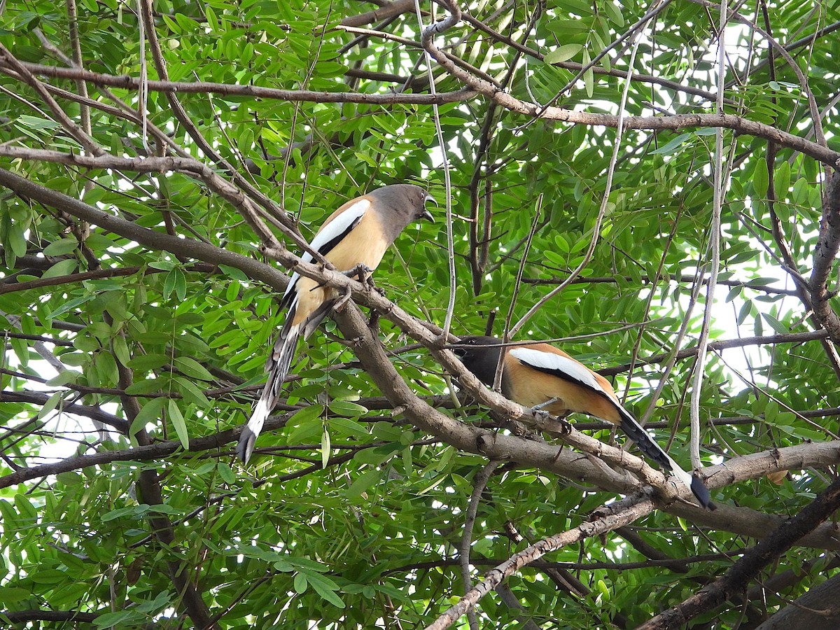 Rufous Treepie - ML638347074