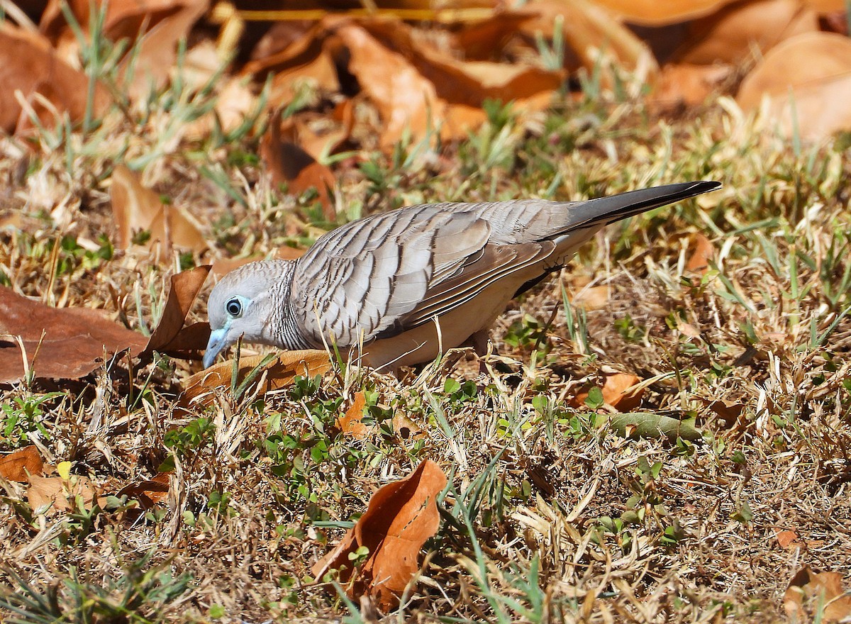 Peaceful Dove - ML638347084