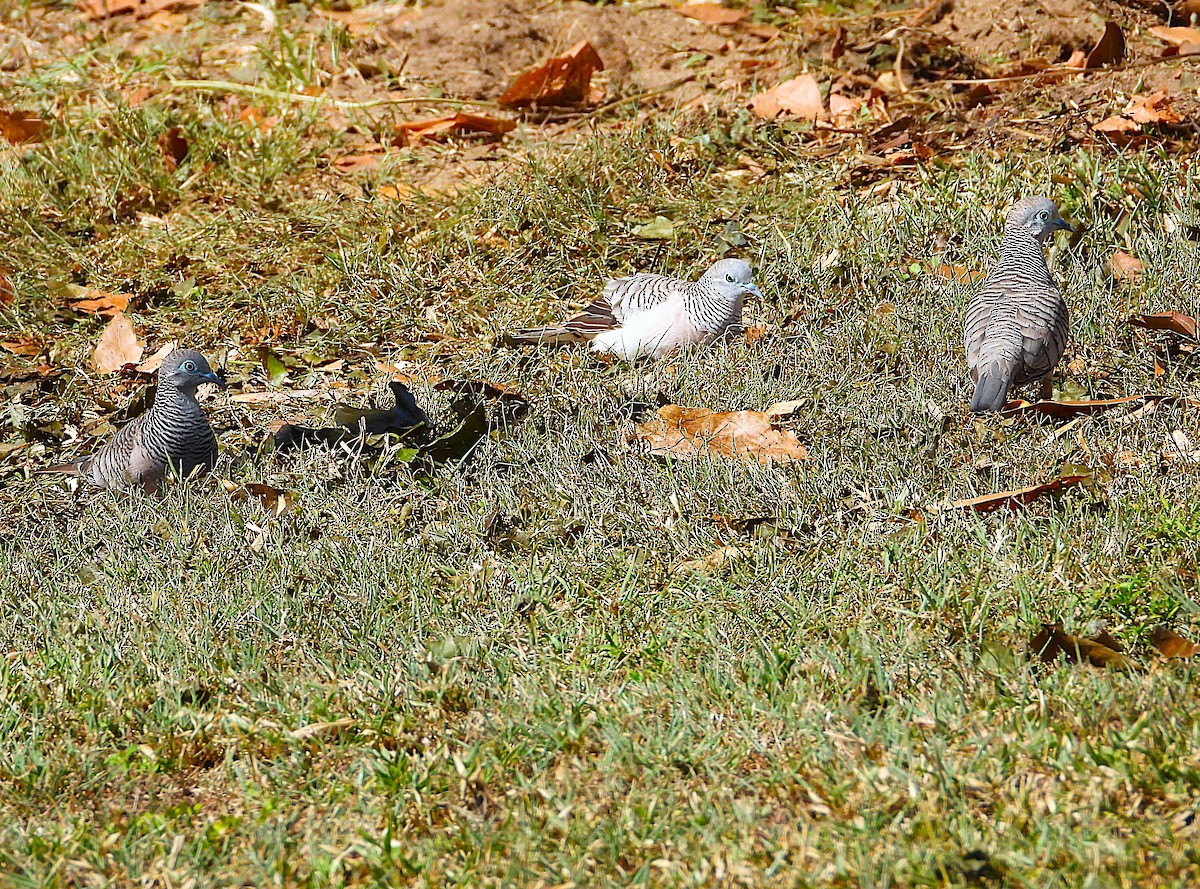 Peaceful Dove - ML638347085